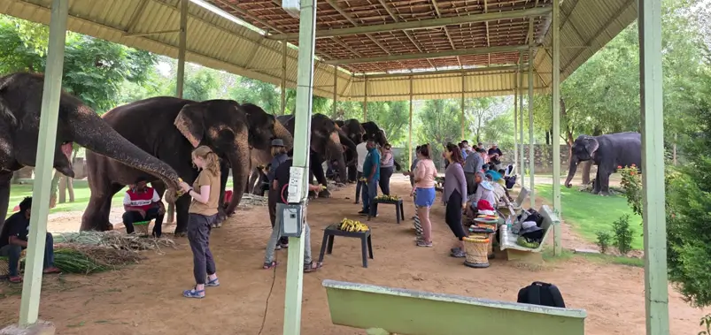 Elephant Village Jaipur: Honest Guide for Foreign Tourists
