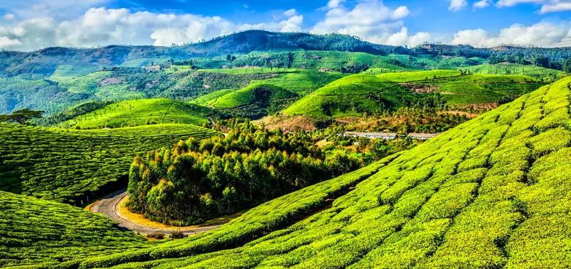 munnar tea gardens kerala view