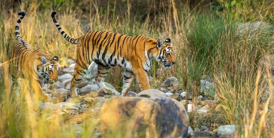 Jim Corbett Travel Guide | Tiger Safari & Wildlife in North India