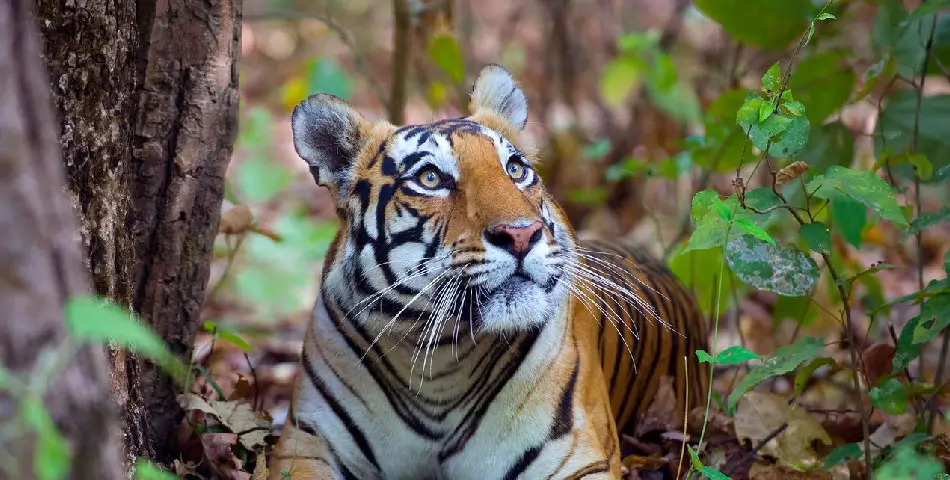 Kanha National Park Travel Guide | Tiger Safari in Central India