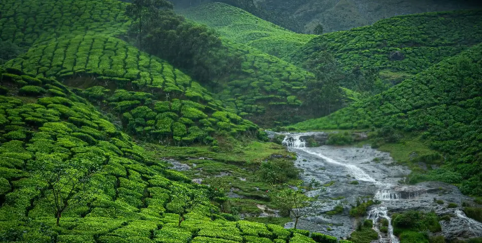 Munnar Travel Guide | Tea Plantations & Western Ghats Retreat
