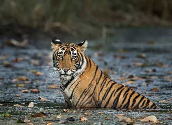 Ranthambore