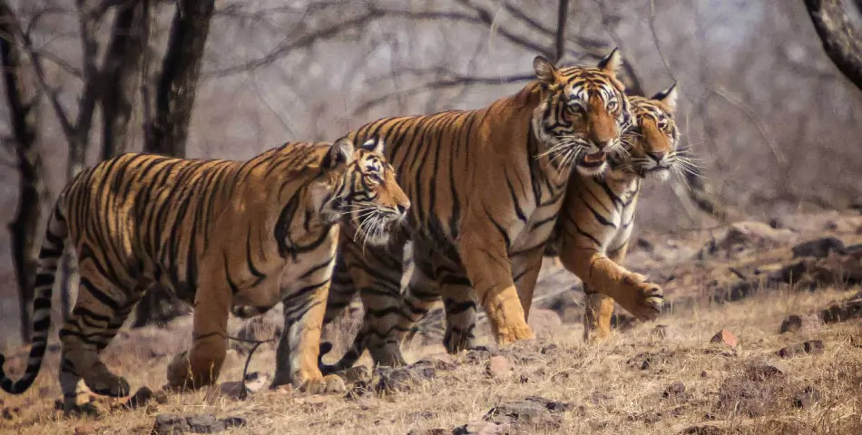 Ranthambore Travel Guide | Tiger Safari in Rajasthan