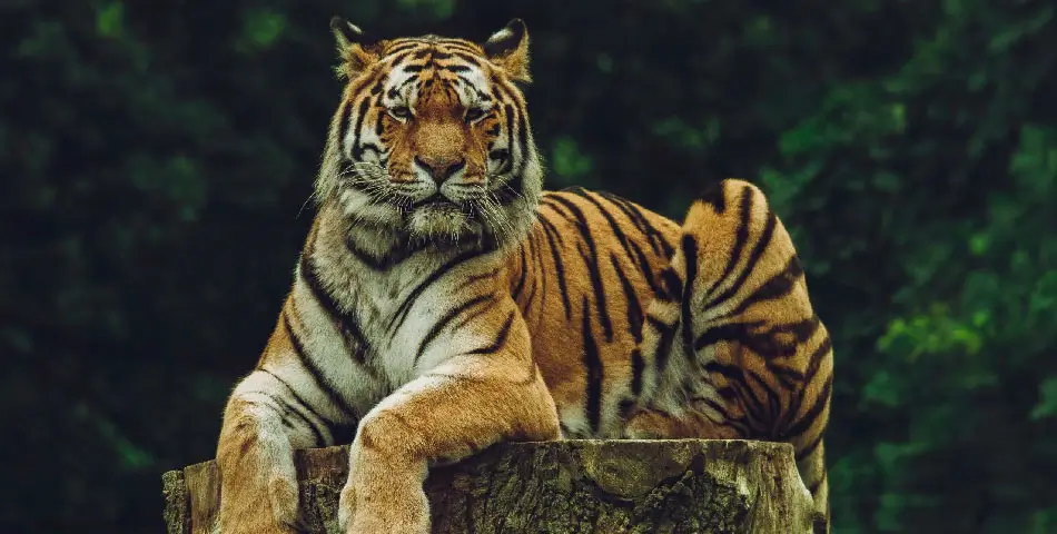Sariska Tiger Reserve Travel Guide | Wildlife Safari Near Jaipur