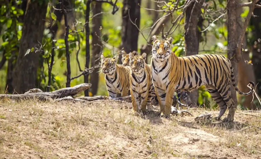 Private Charter India Tour Golden Triangle with Tiger Safari and Goa
