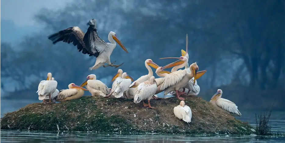 golden-triangle-bharatpur-bird-sanctuary-tour-india