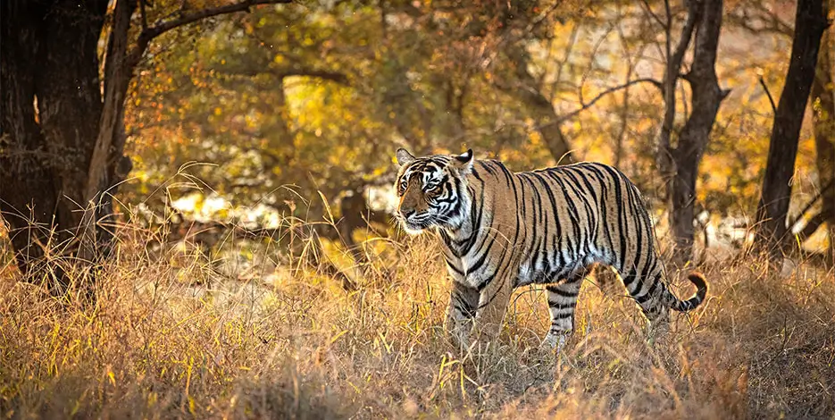 golden-triangle-ranthambore-luxury-tiger-safari-tour