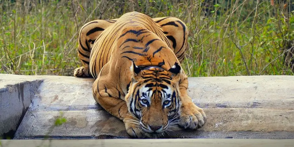 golden-triangle-sariska-tiger-reserve-alwar-heritage-tour5