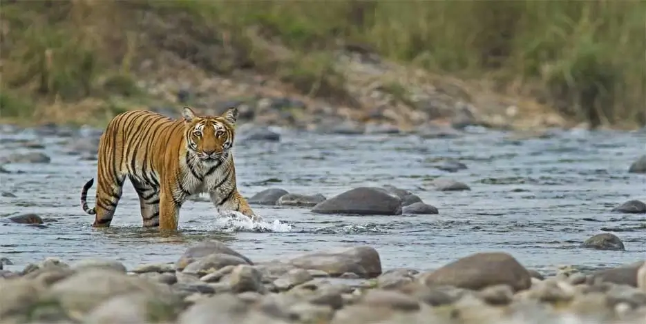 Corbett Golden Triangle Tour | Jim Corbett Holiday Tour Package