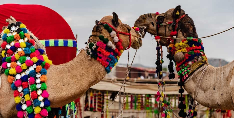 Golden Triangle Tour with Pushkar Camel Fair 2024