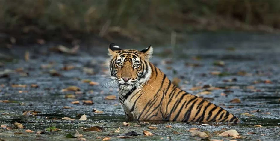 8 Days Golden Triangle Tour with Ranthambore - Itinerary, Safari, Package