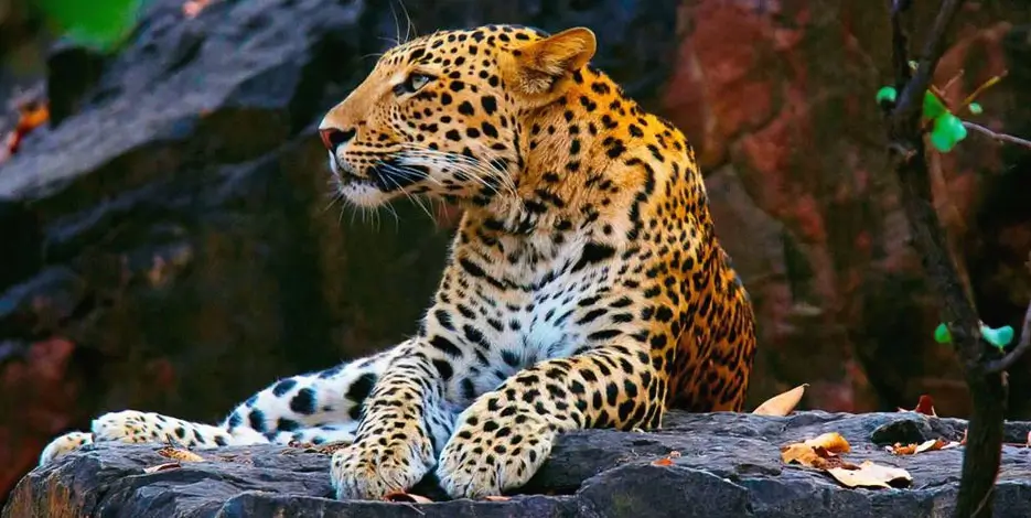 11-Day Rajasthan Tour with Jawai Leopard Safari
