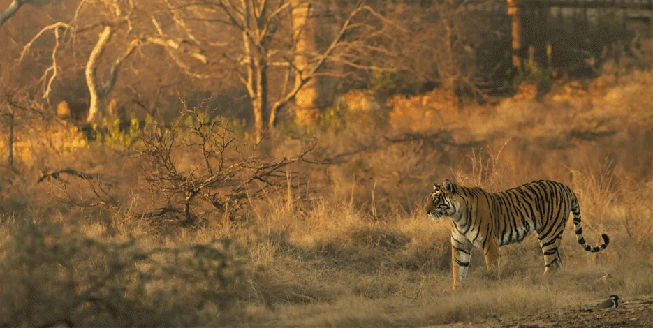 Luxury Golden Triangle Tours with Ranthambore