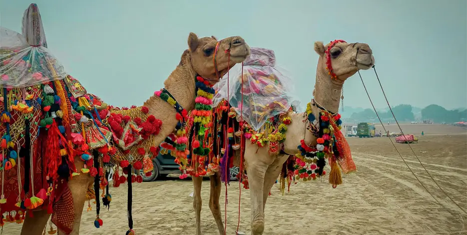 pushkar-camel-fair-tour-with-golden-triangle