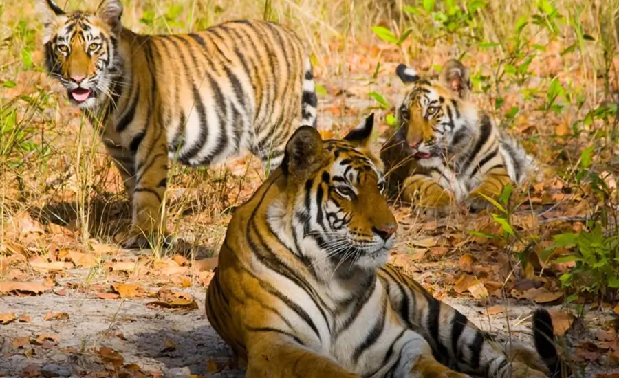 Small Group India Tour Golden Triangle with Tiger Safari Ranthambore