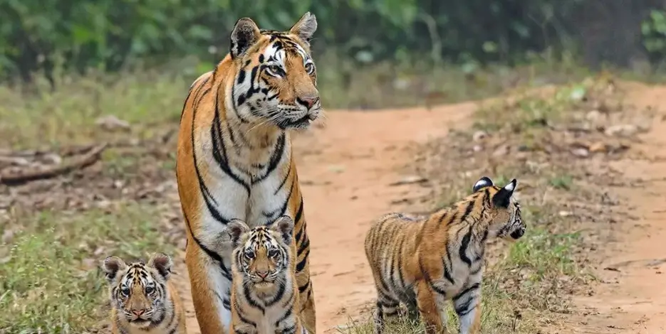 golden-triangle-sariska-tiger-reserve-alwar-heritage-tour5