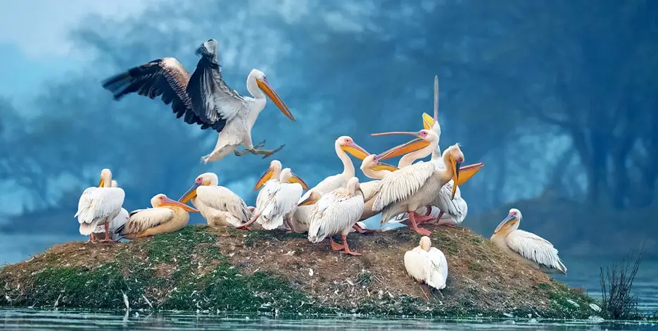 Golden Triangle Rajasthan Wildlife Tour | Tigers & Heritage