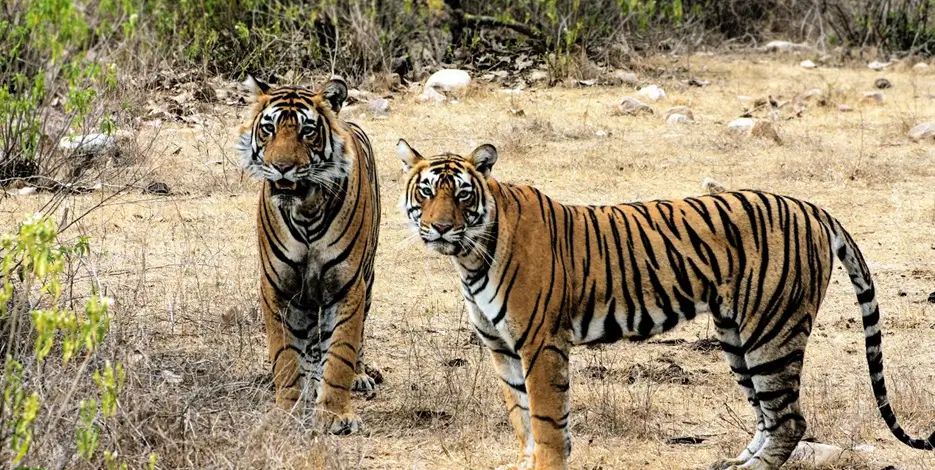 Golden Triangle Rajasthan Wildlife Tour | Tigers & Heritage