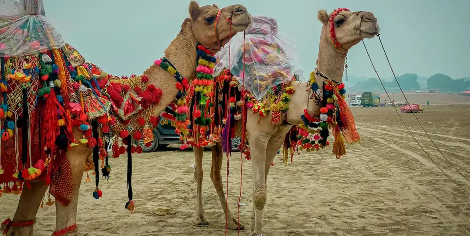 7 Days Golden Triangle Tour with Pushkar Camel Fair 2026 – Delhi, Agra, Jaipur & Pushkar Festival