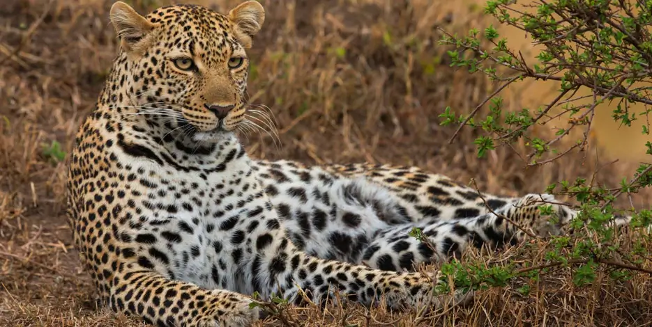 11-Day Rajasthan Tour with Jawai Leopard Safari