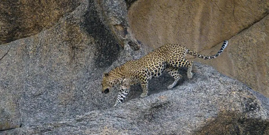 golden-triangle-leopard-safari-jawai-rajasthan