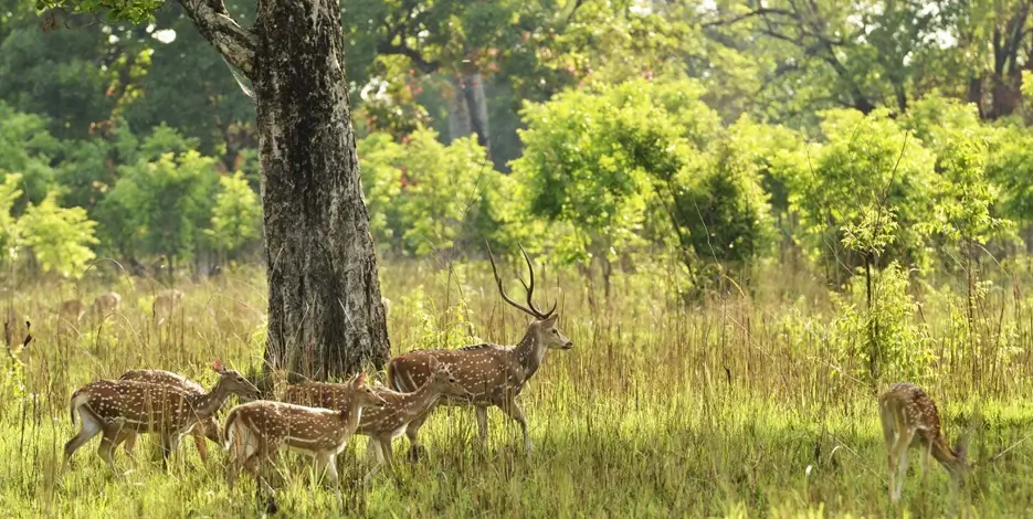 Golden Triangle Tour With Ranthambore 8 Days – Delhi Agra Ranthambore Jaipur