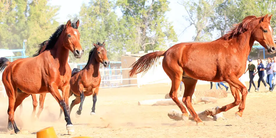 10-Day Rajasthan Tour with Bishnoi Villages & Marwari Horses