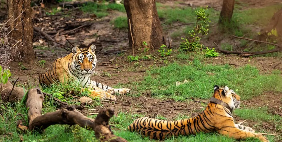 golden-triangle-ranthambore-luxury-tiger-safari-tour