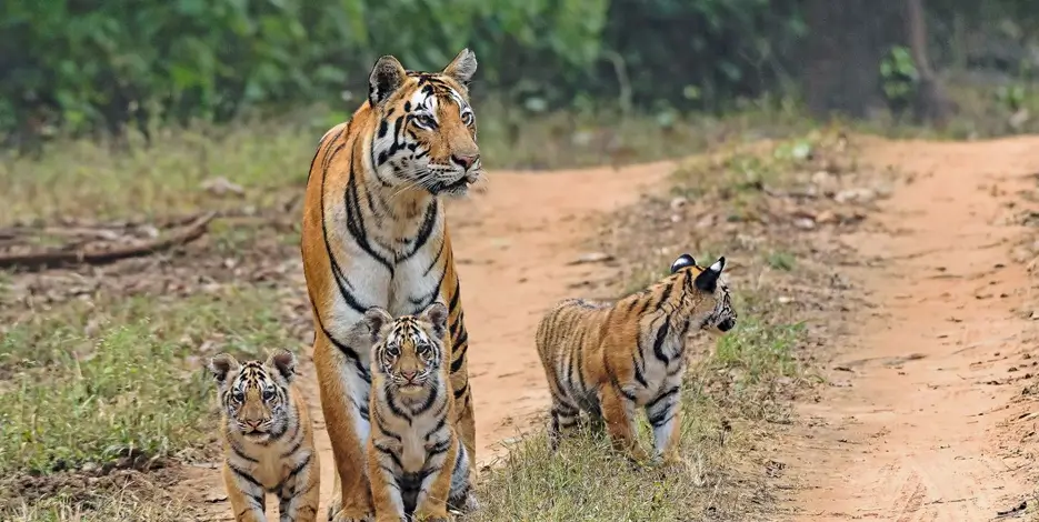 Golden Triangle Tour with Kanha National Park | Wildlife Tour