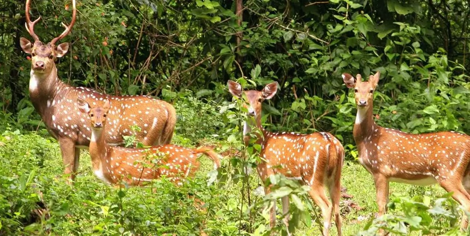 Golden Triangle Tour with Kanha National Park | Wildlife Tour