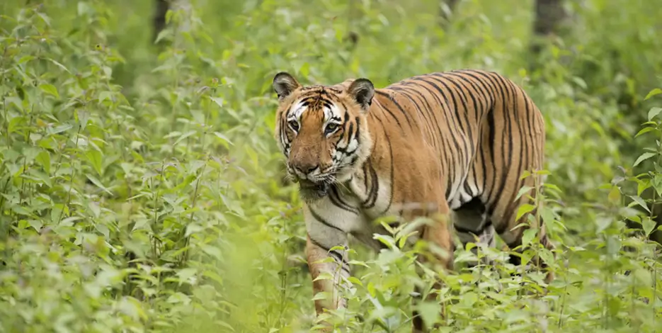 Golden Triangle India with Aman Hotels Luxury Private Tour