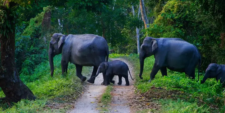 Golden Triangle & South India Wildlife Tour | Nature Adventure