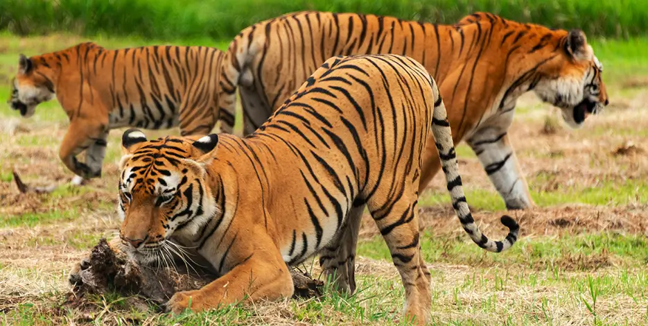golden-triangle-tiger-safari-ranthambore