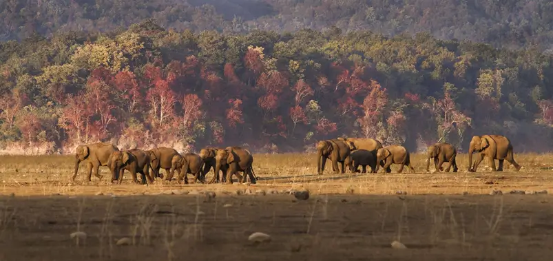 2. Jim Corbett national park, Uttarakhand