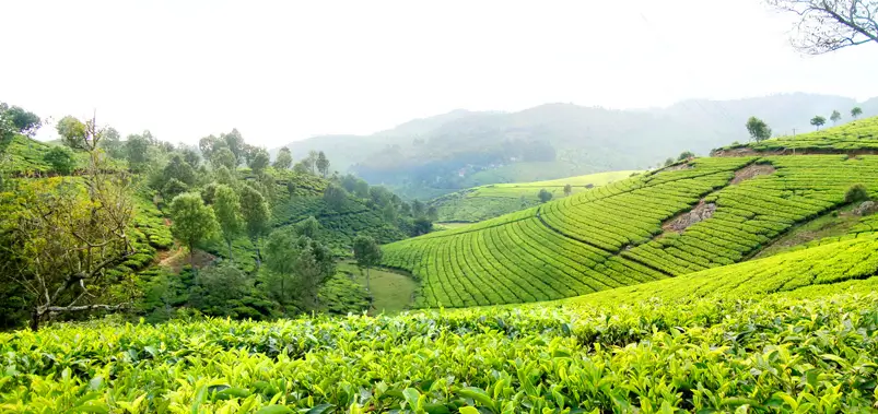 Tea Garden , Coonoor