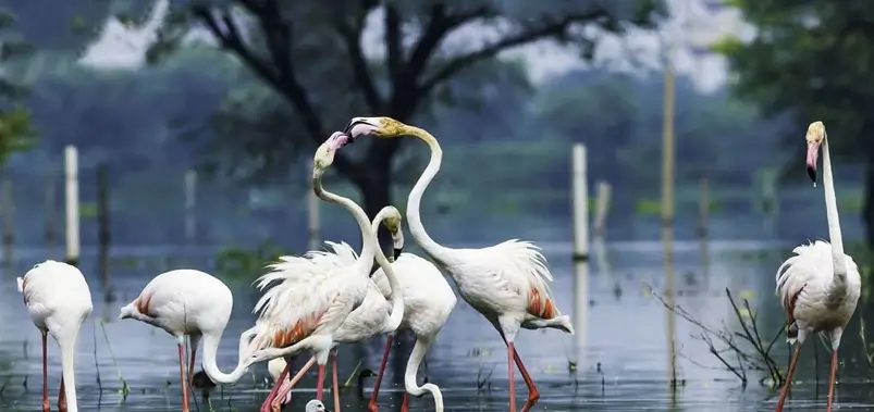Bharatpur Bird Sanctuary: A Paradise for Nature Lovers